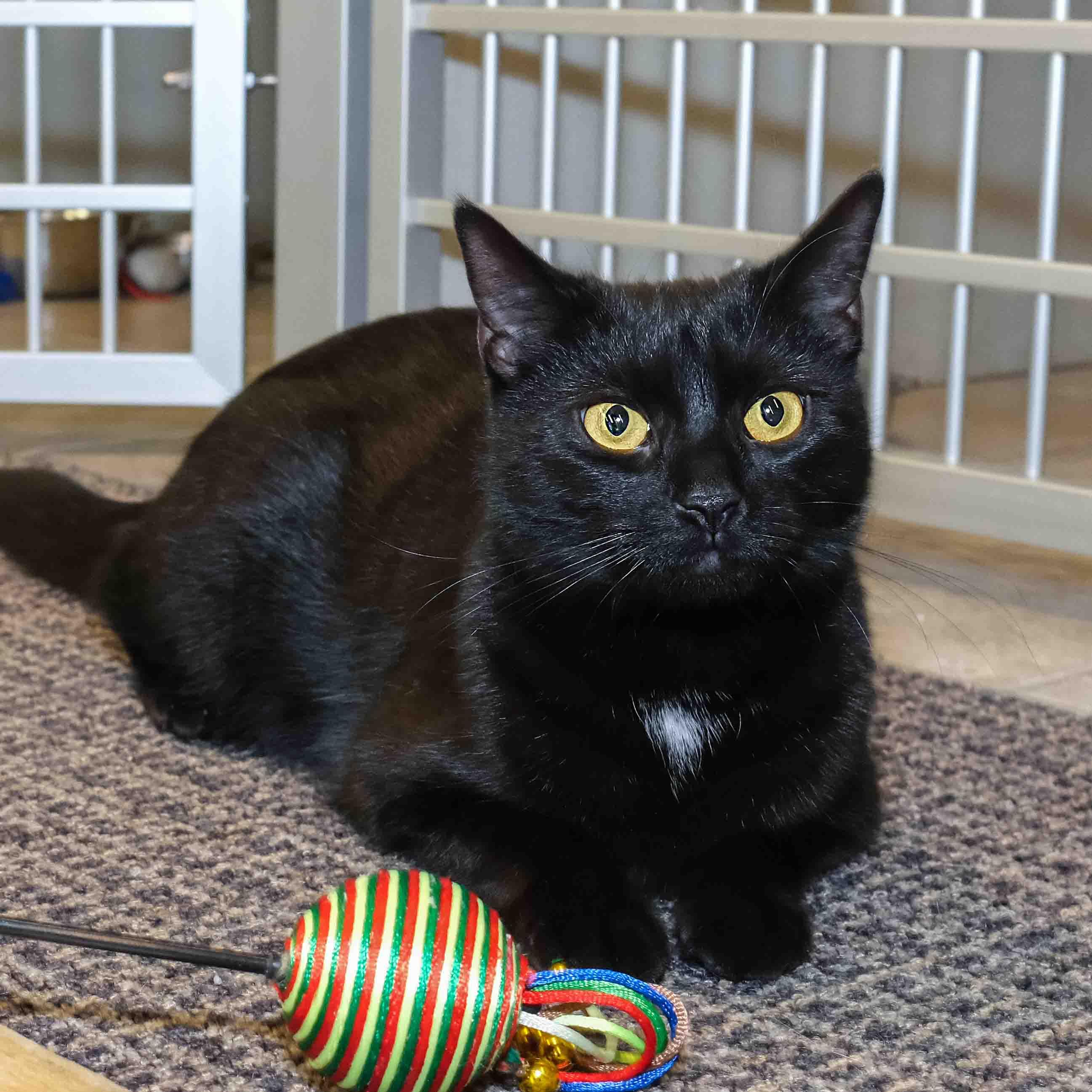 Enlarge Kaleah, an adopted Domestic Short Hair in Stamford, CT image 1/4