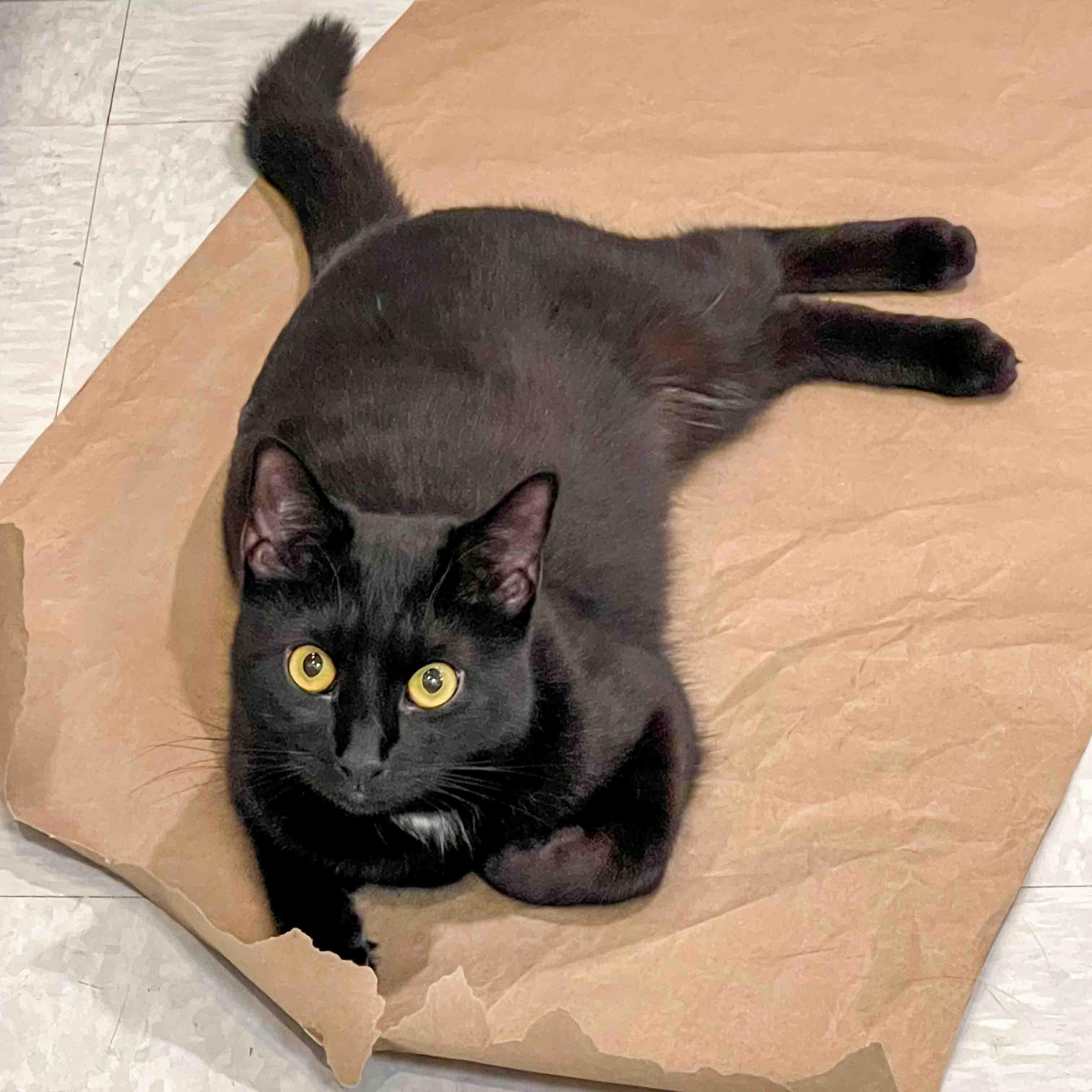 Enlarge Kaleah, an adopted Domestic Short Hair in Stamford, CT image 4/4