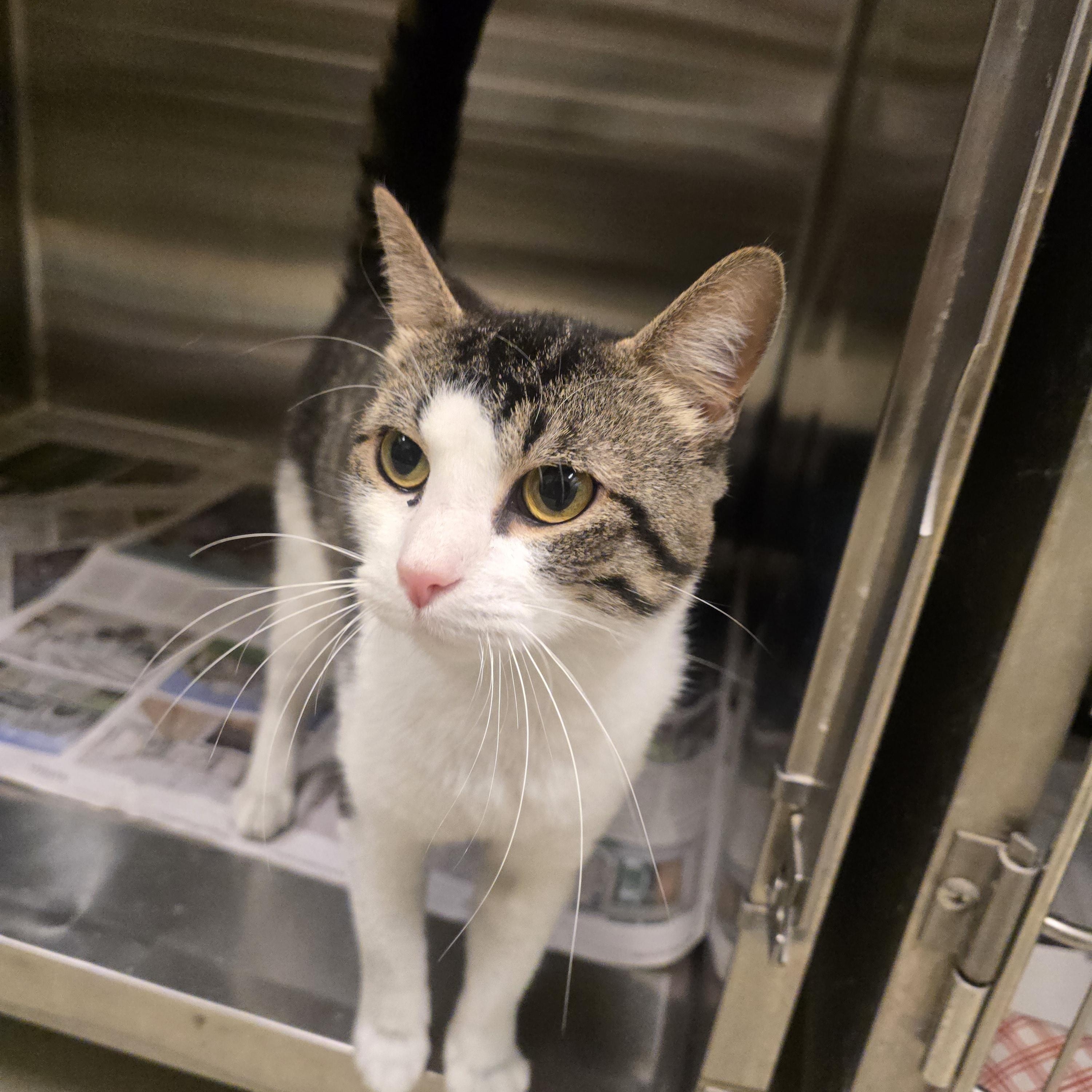 Levi, Adoptable, Adult Male Domestic Short Hair.
