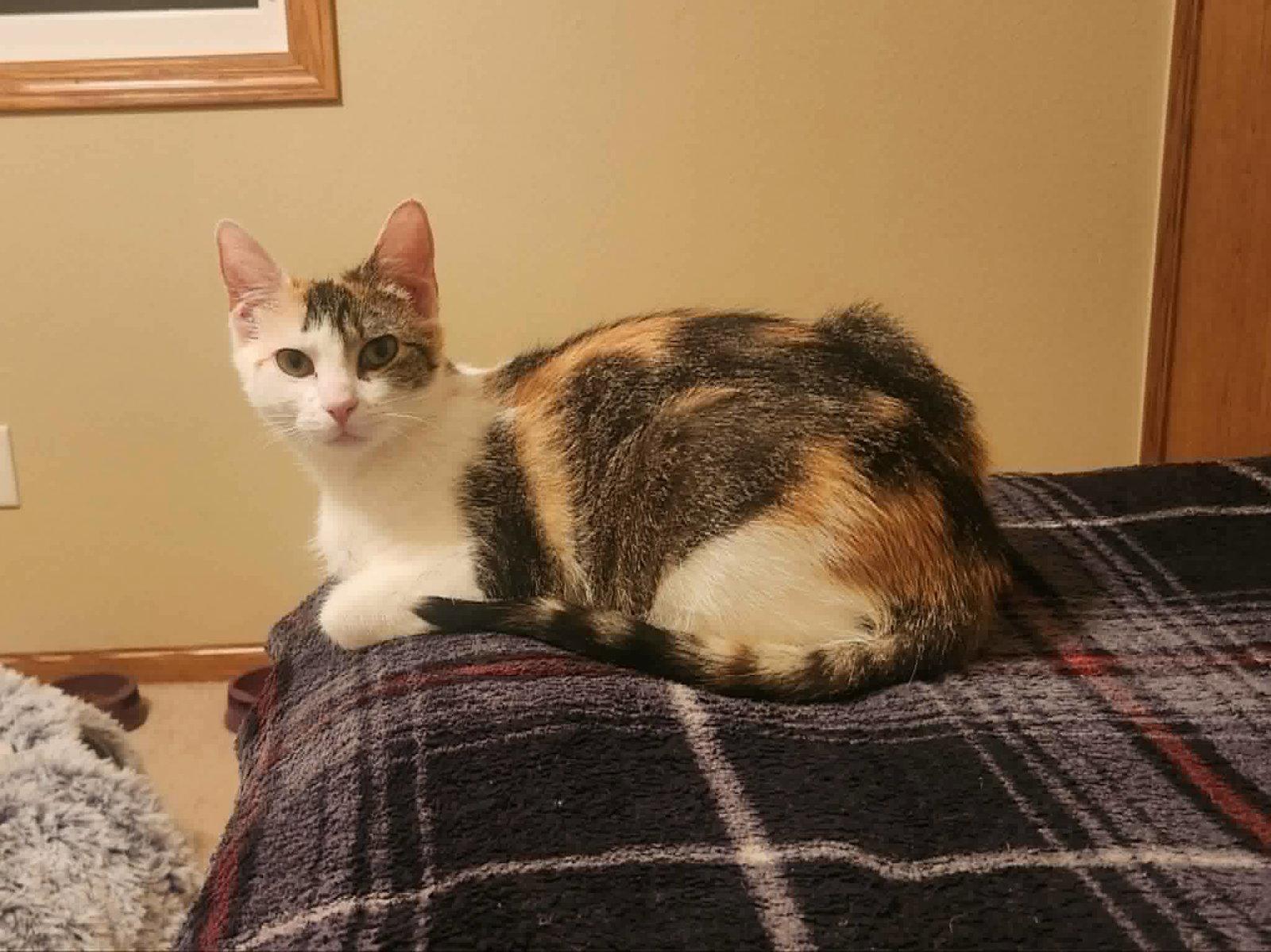 Chestnut, a Adoptable Domestic Short Hair in Crystal, MN image 1/2