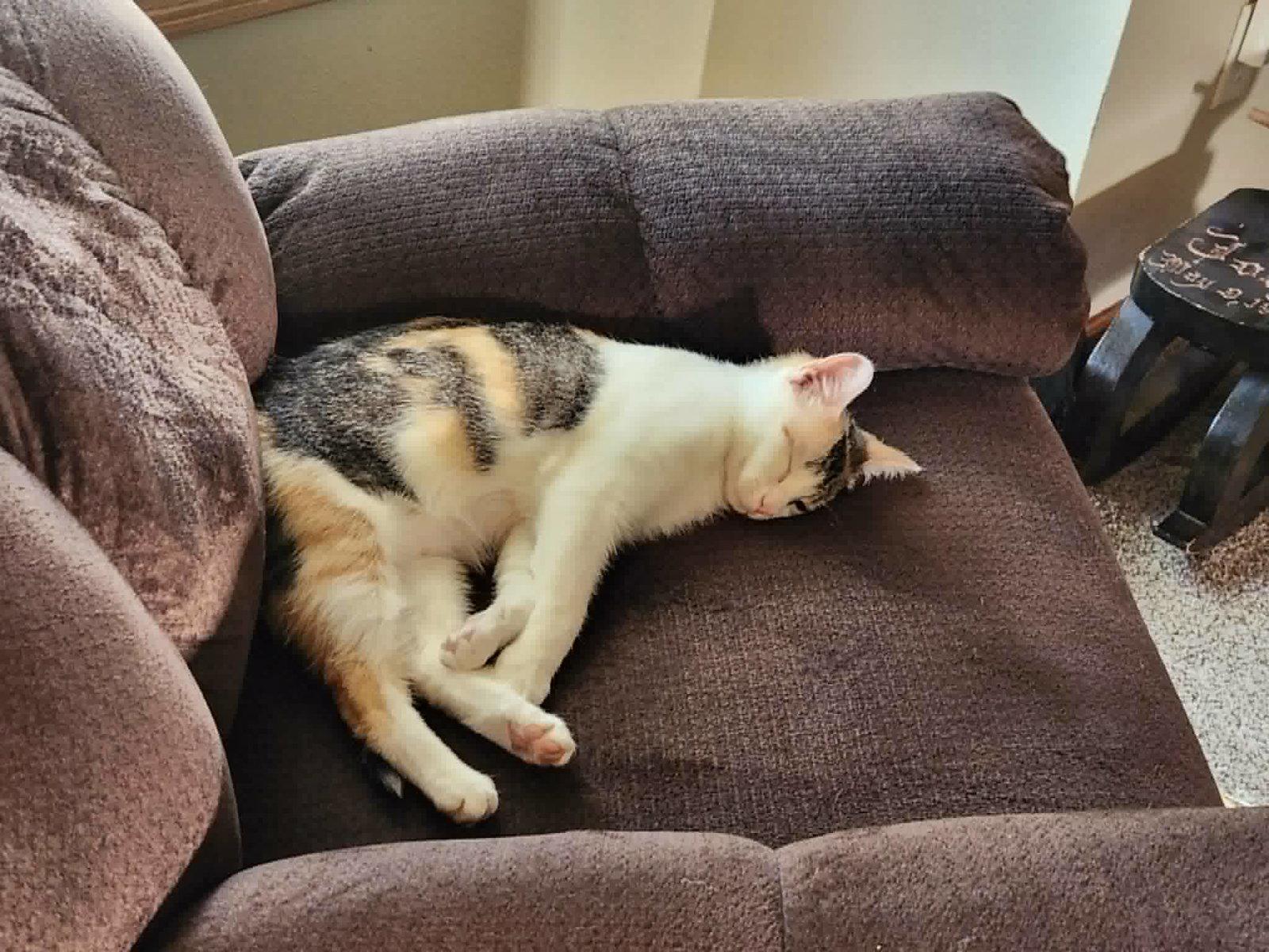 Chestnut, a Adoptable Domestic Short Hair in Crystal, MN image 2/2