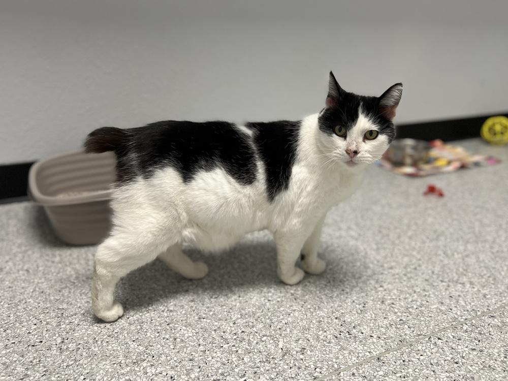 Enlarge Princess, a Adoptable mixed breed in Jamestown, CA image 1/5