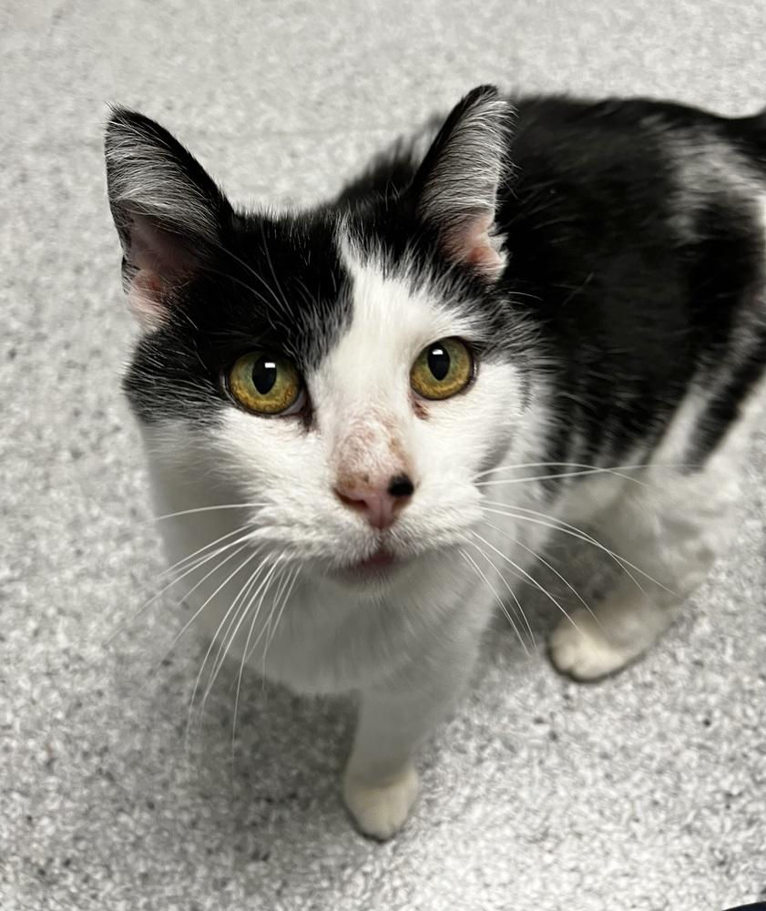 Enlarge Princess, a Adoptable mixed breed in Jamestown, CA image 2/5