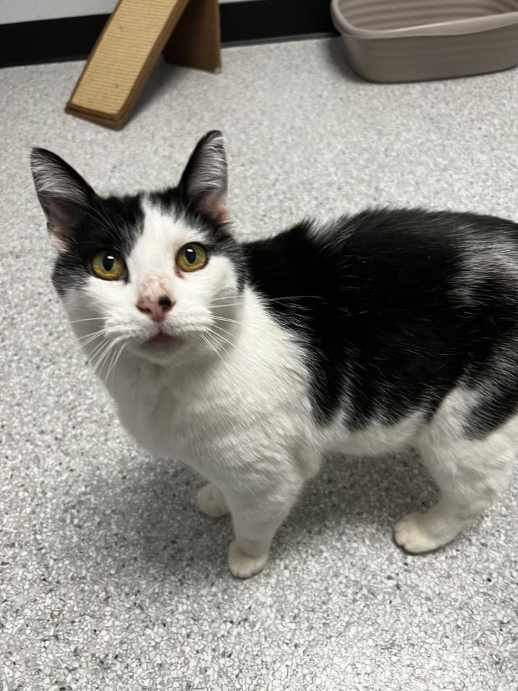 Princess thumbnail 4