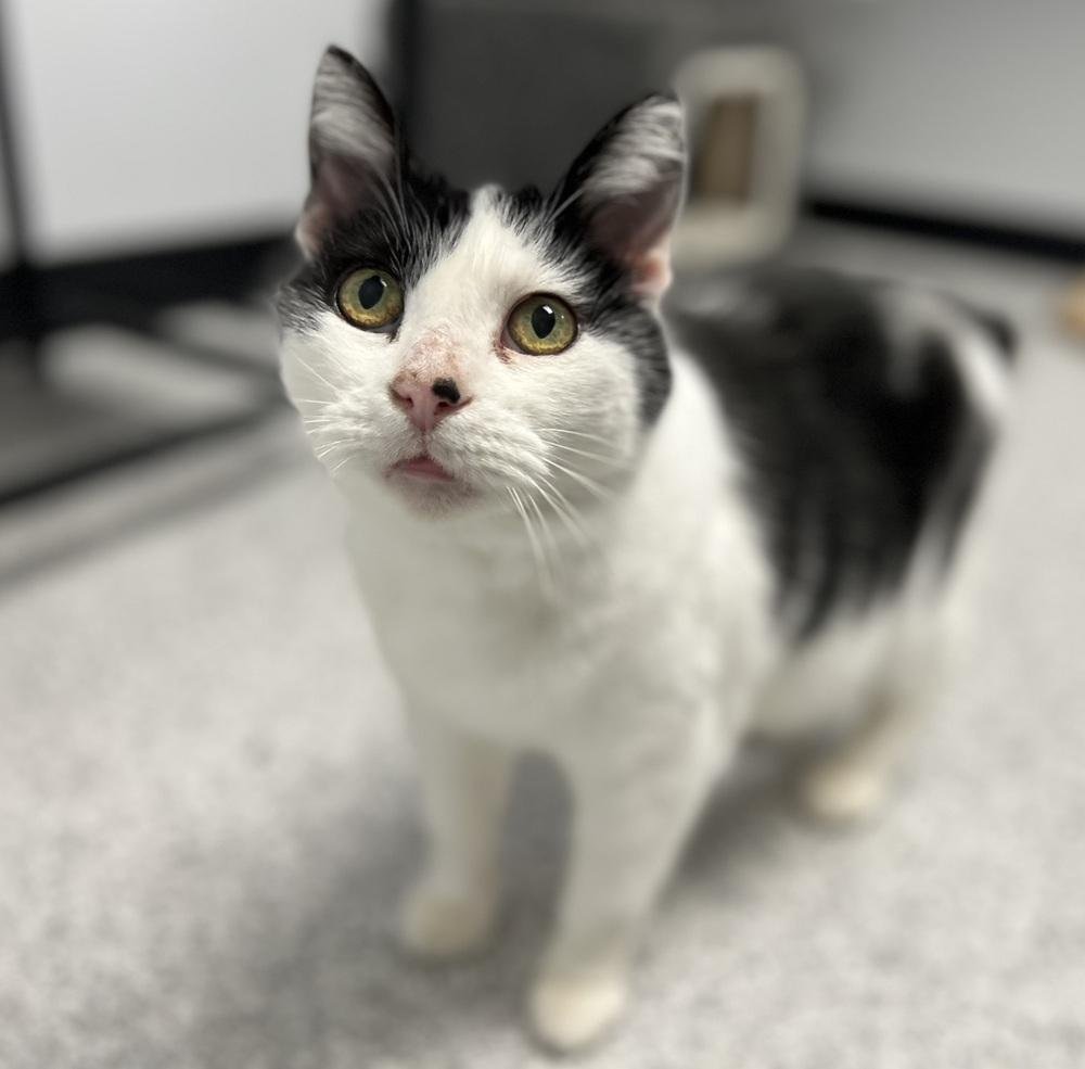 Enlarge Princess, a Adoptable mixed breed in Jamestown, CA image 4/5