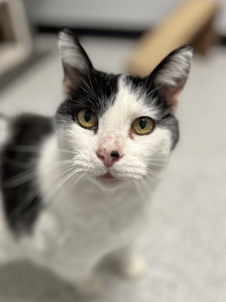 Enlarge Princess, a Adoptable mixed breed in Jamestown, CA image 5/5