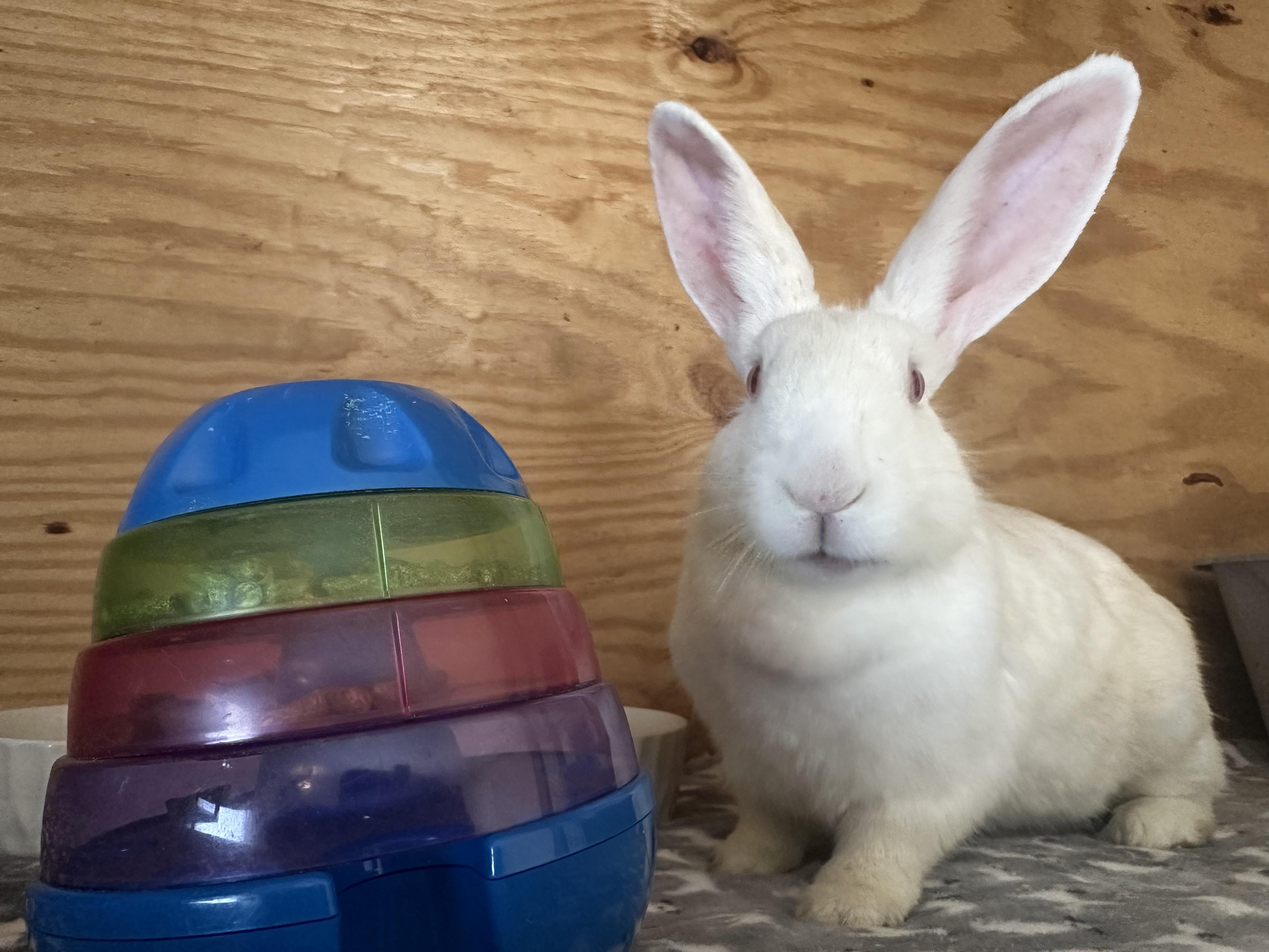 Wilhelmina, ADOPTABLE, Young Female New Zealand.
