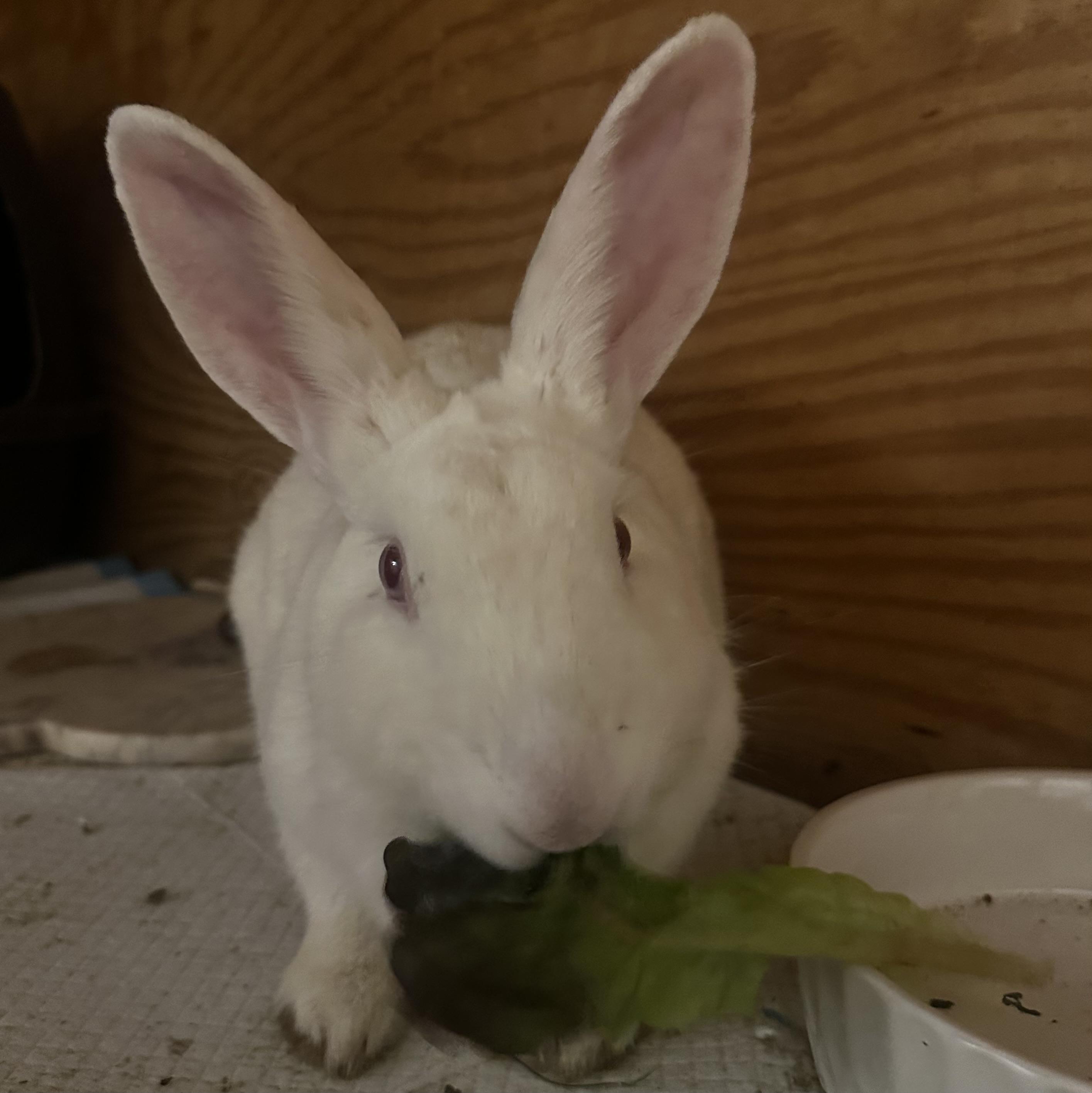 Enlarge Wilhelmina, a ADOPTABLE New Zealand in Philadelphia, PA image 2/3