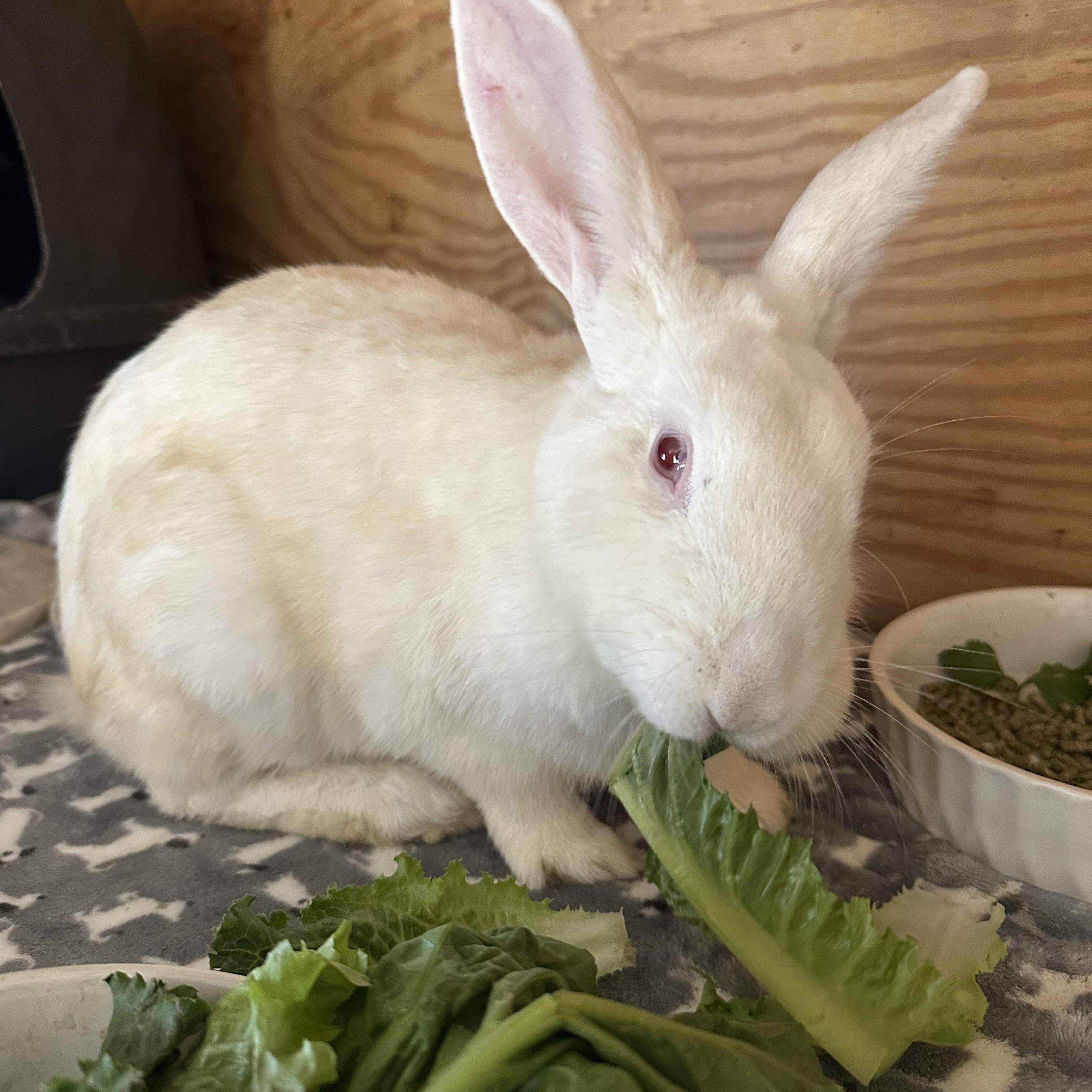 Enlarge Wilhelmina, a ADOPTABLE New Zealand in Philadelphia, PA image 3/3