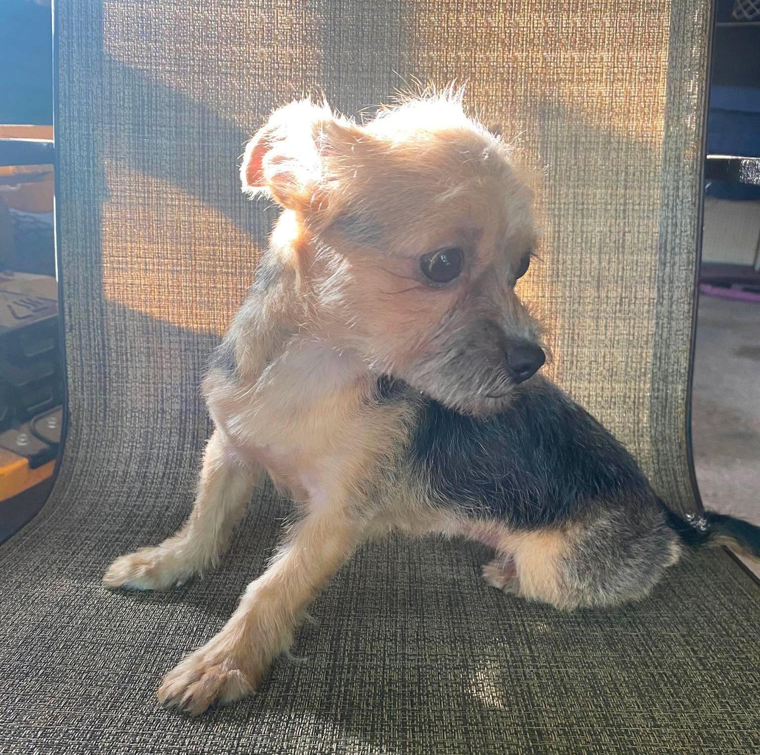 Alora, Adopted, Young Female Yorkshire Terrier.