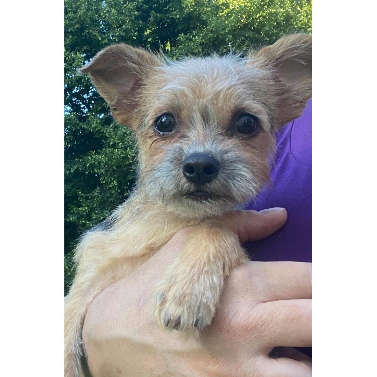 Enlarge Alora, a Adopted Yorkshire Terrier in Rochester, NY image 2/6