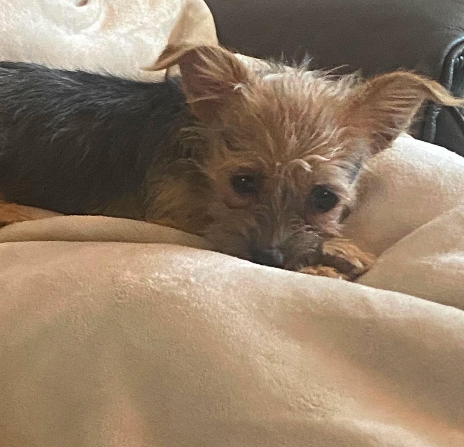 Enlarge Alora, a Adopted Yorkshire Terrier in Rochester, NY image 3/6