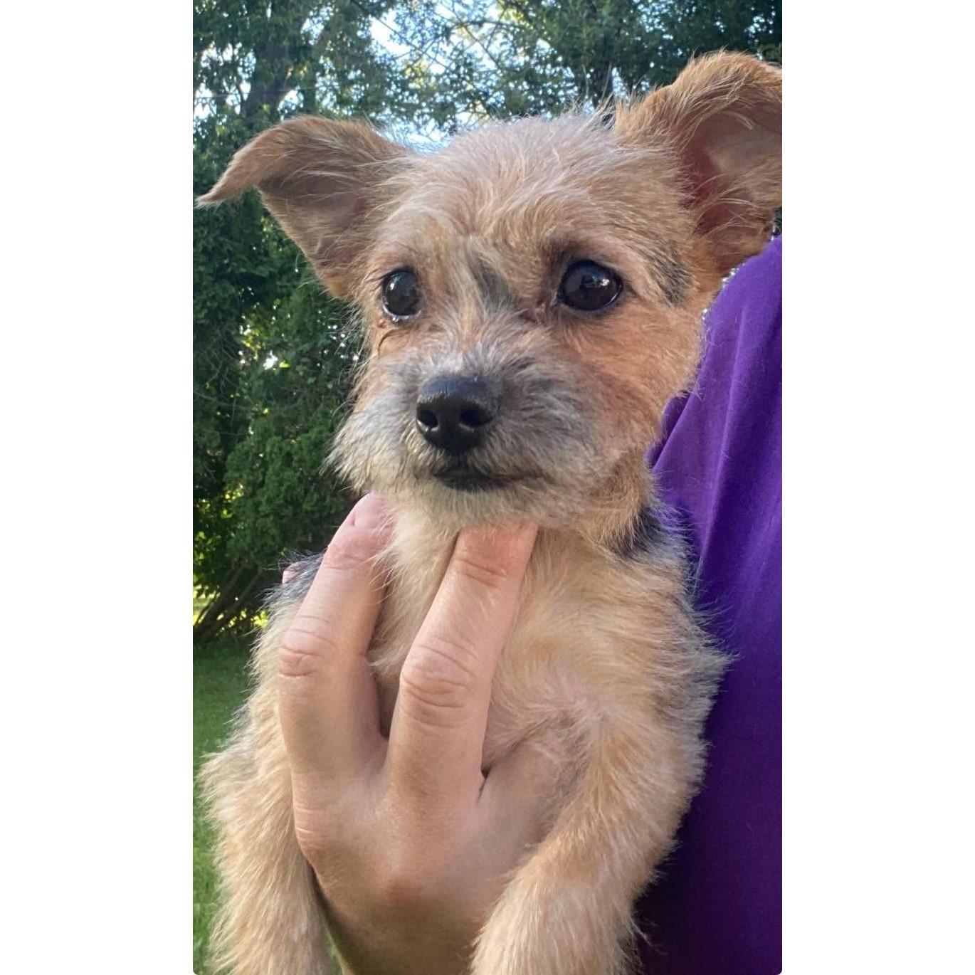 Enlarge Alora, a Adopted Yorkshire Terrier in Rochester, NY image 4/6