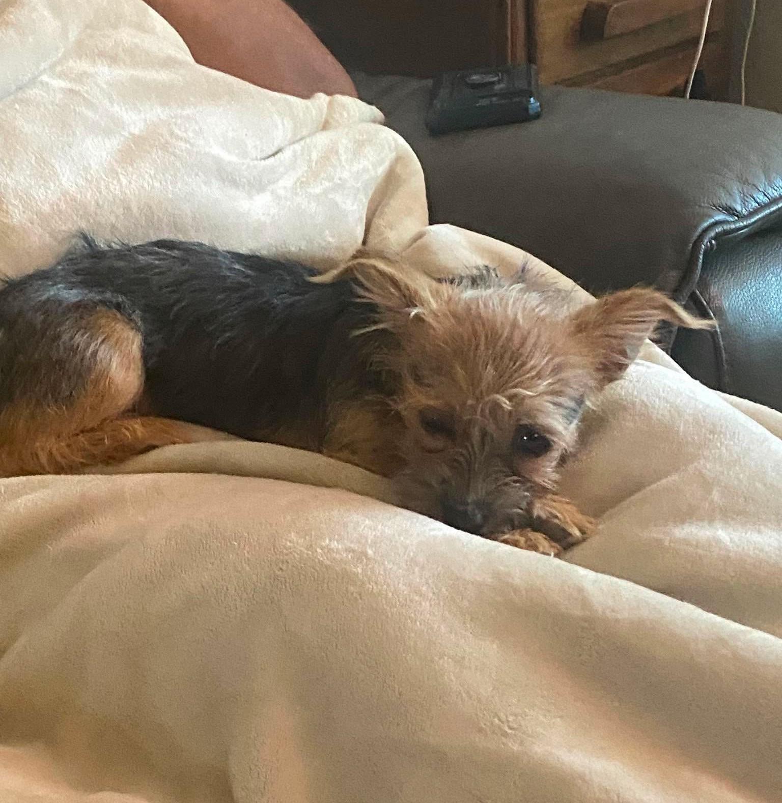 Enlarge Alora, a Adopted Yorkshire Terrier in Rochester, NY image 5/6