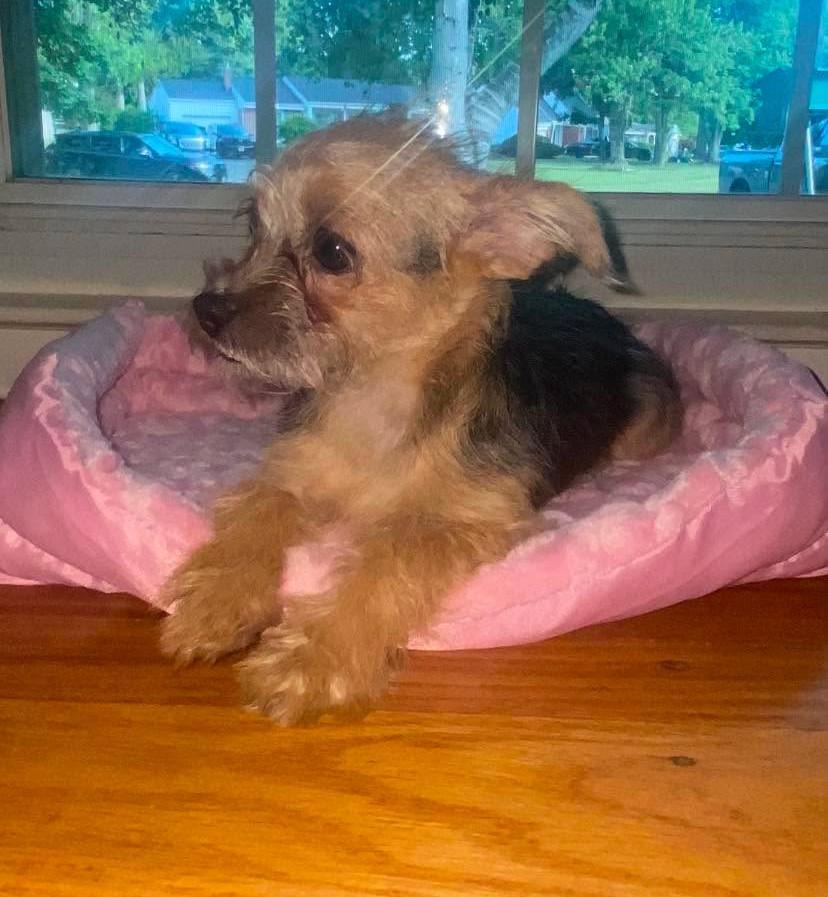 Enlarge Alora, a Adopted Yorkshire Terrier in Rochester, NY image 6/6