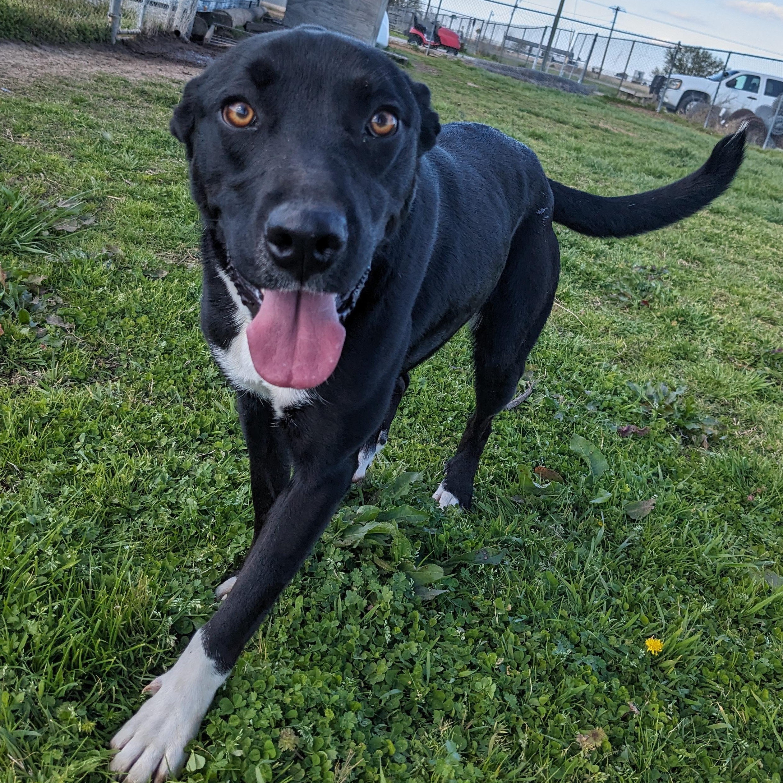 Enlarge Bonnie, a Adoptable mixed breed in Newport, AR image 6/6