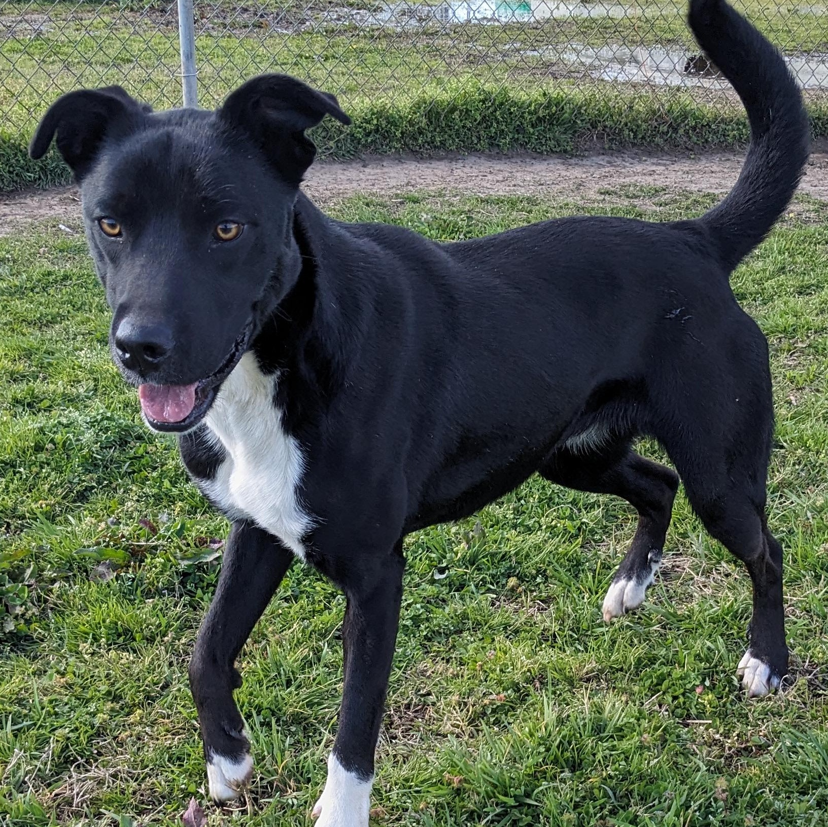 Enlarge Bonnie, a Adoptable mixed breed in Newport, AR image 1/6