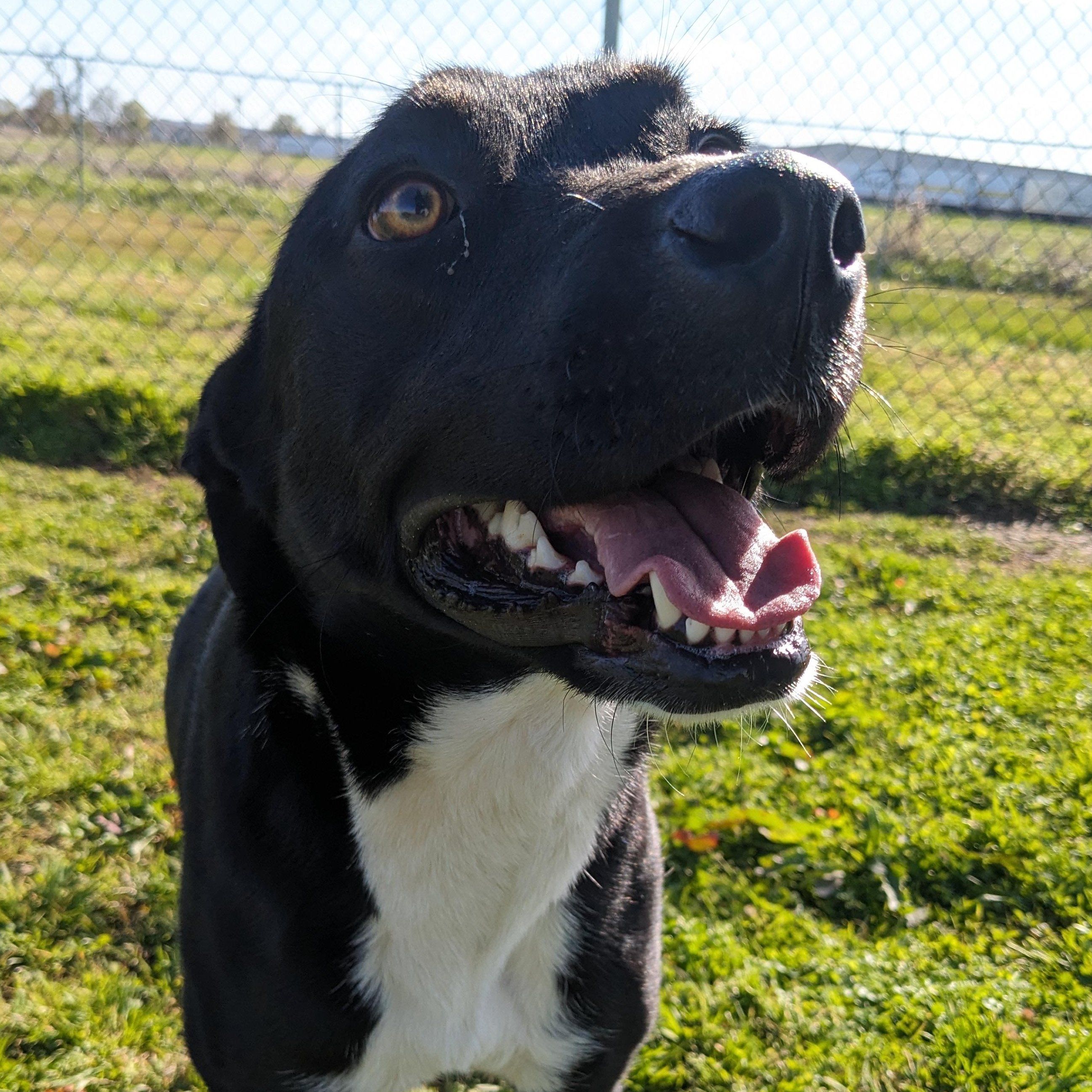 Enlarge Bonnie, a Adoptable mixed breed in Newport, AR image 4/6