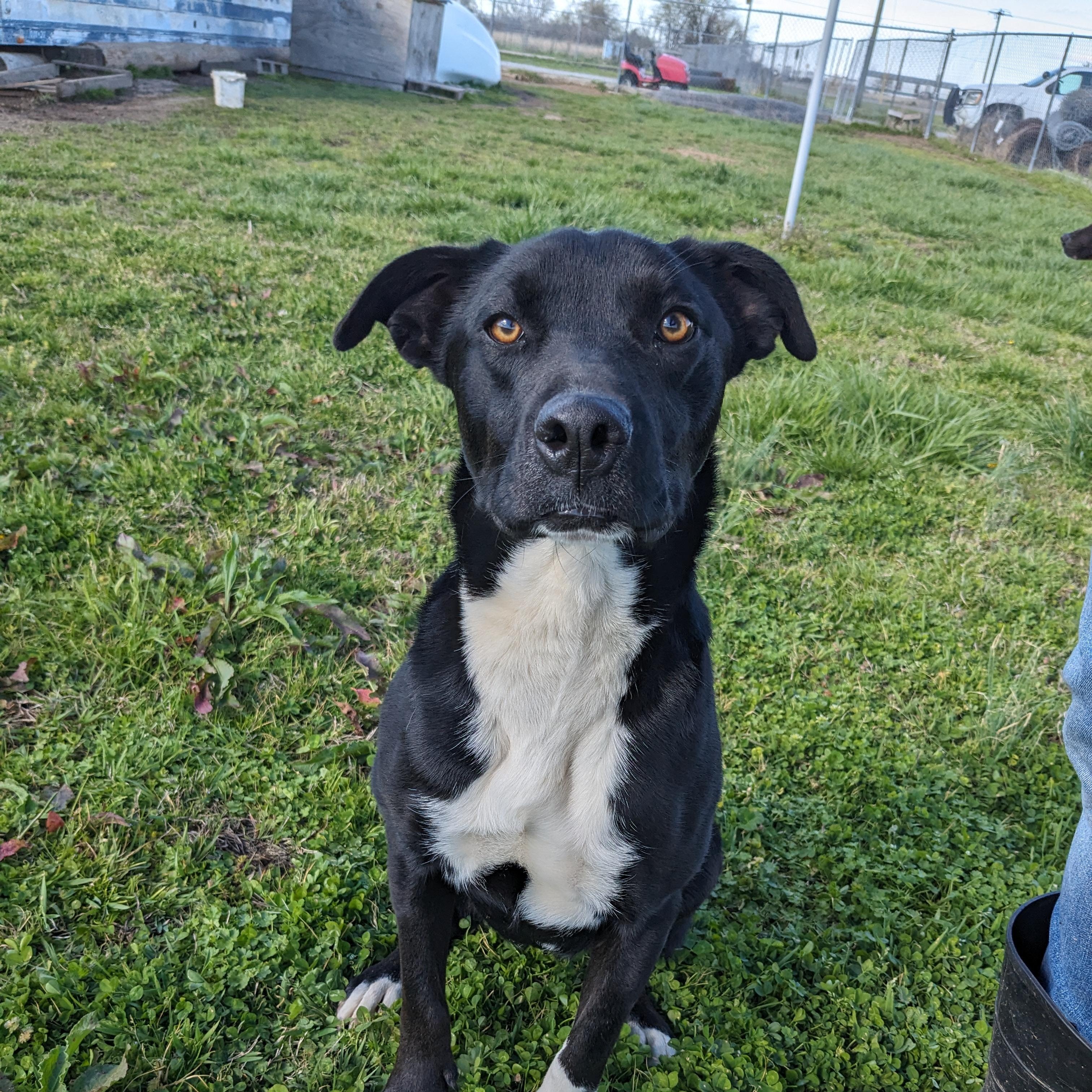 Enlarge Bonnie, a Adoptable mixed breed in Newport, AR image 3/6