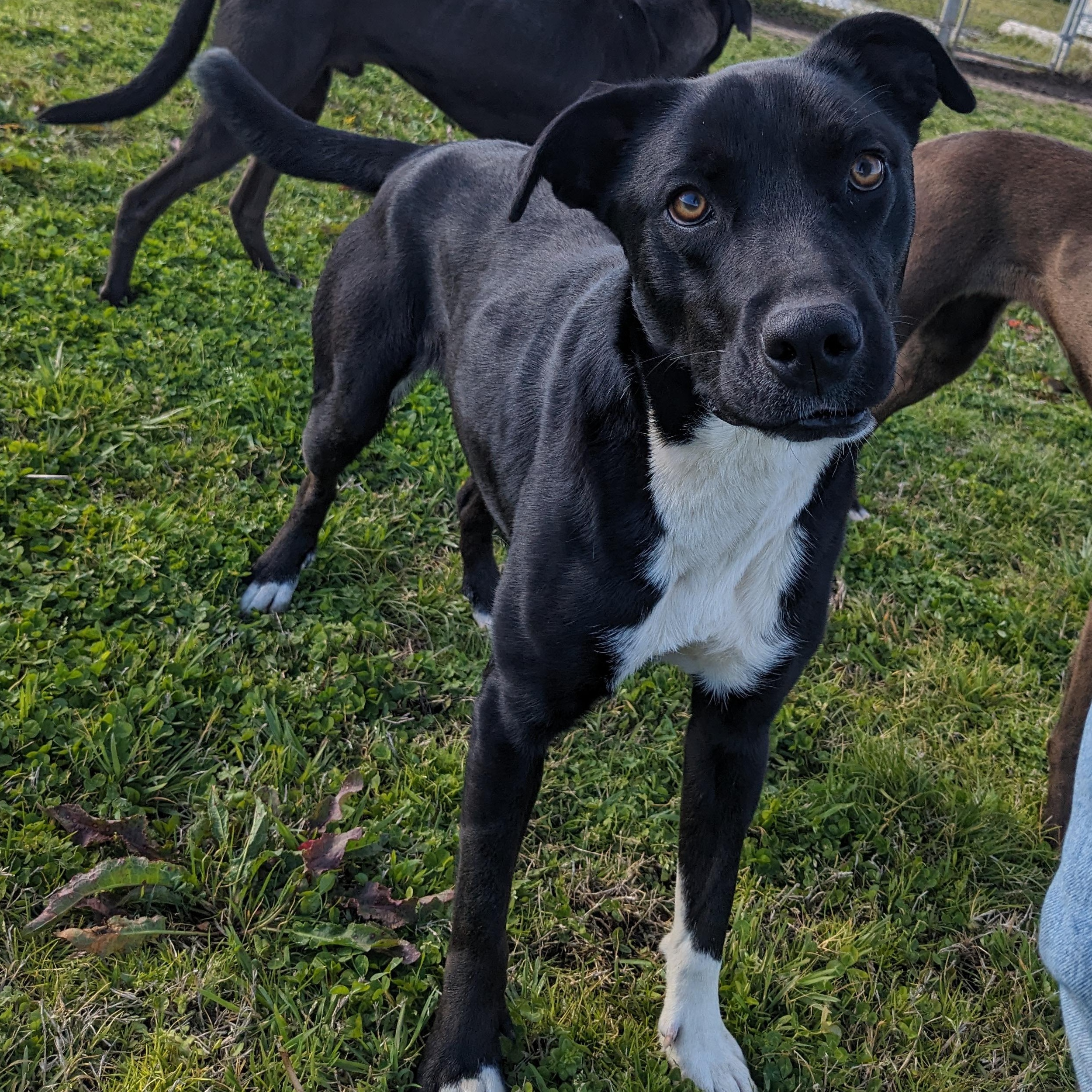 Enlarge Bonnie, a Adoptable mixed breed in Newport, AR image 2/6