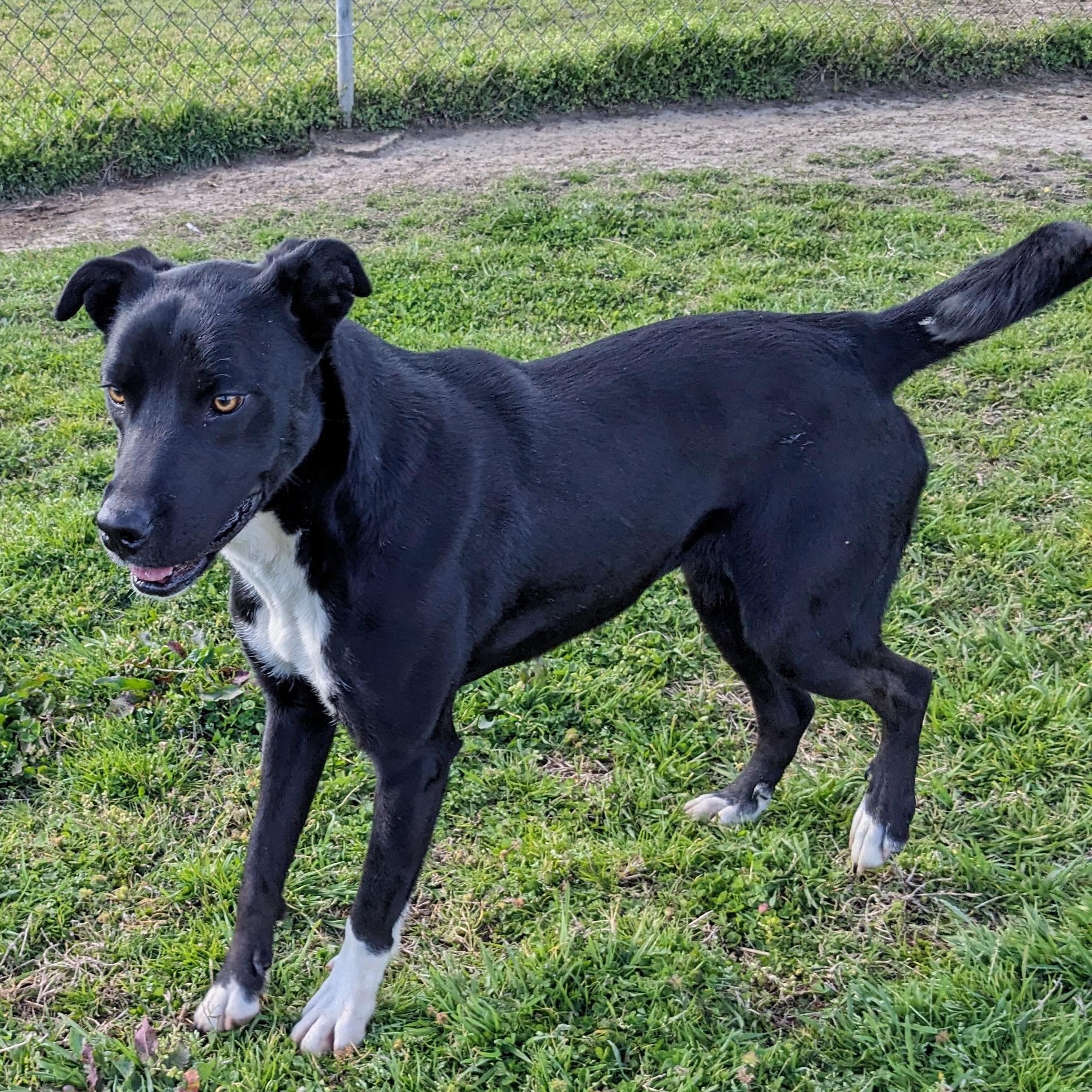 Enlarge Bonnie, a Adoptable mixed breed in Newport, AR image 5/6