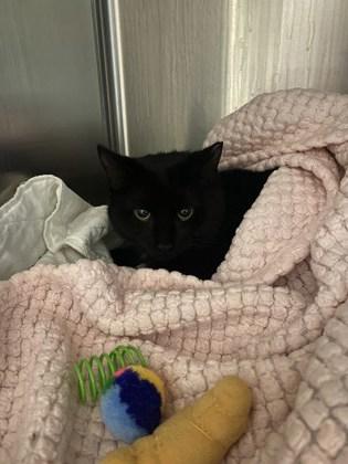 Enlarge Lucy, an adopted Domestic Short Hair in Belleville, MI image 2/2