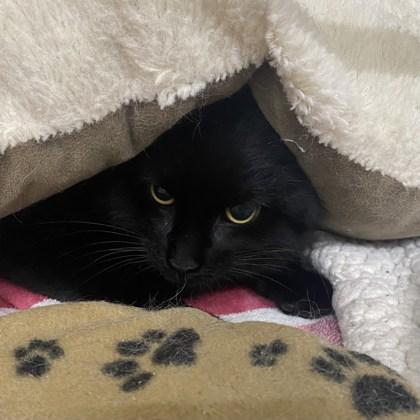 Enlarge Lucy, an adopted Domestic Short Hair in Belleville, MI image 1/2