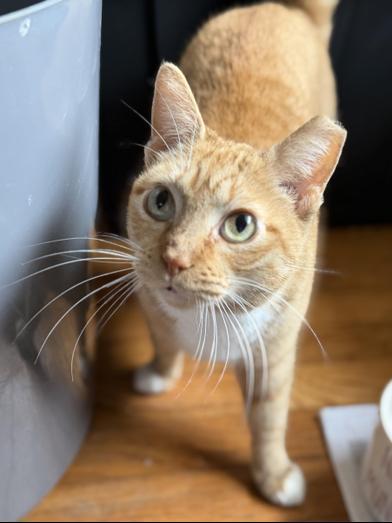 Charlotte — thumbnail 5