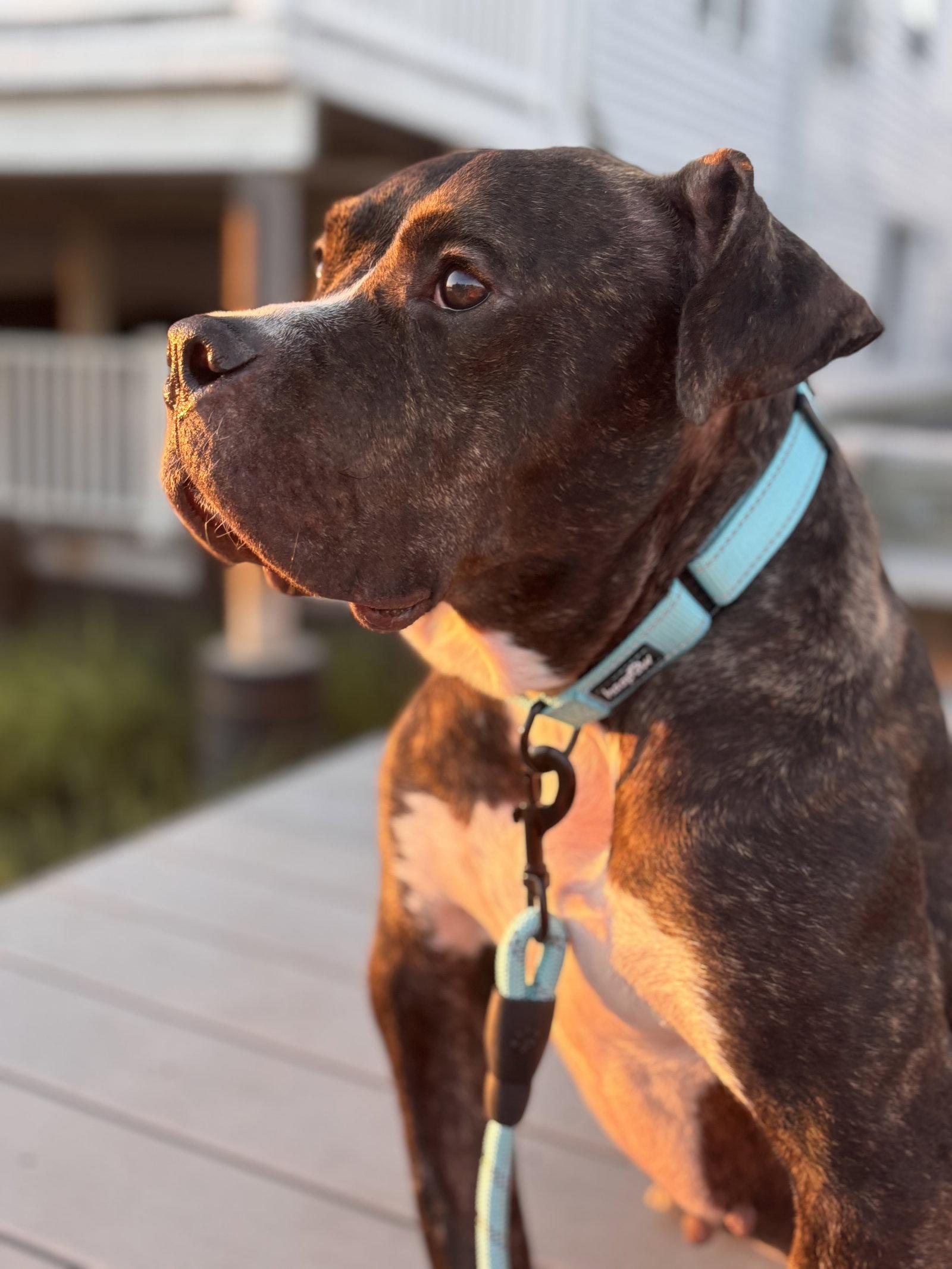 Cheetah, Adoptable, Adult Female Terrier.