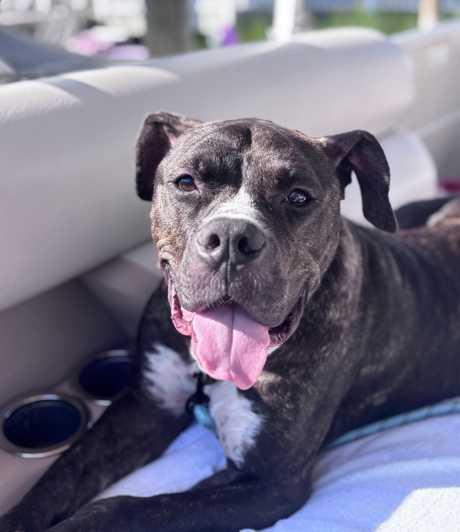 Enlarge Cheetah, a Adoptable Terrier in Blackwood, NJ image 3/3