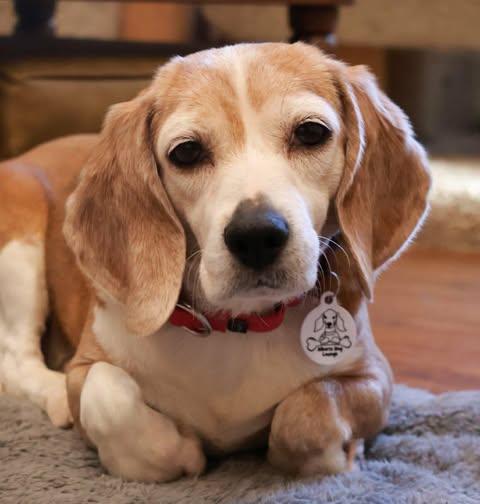 Bagel, a Adoptable Beagle in Whitewater, WI image 1/6