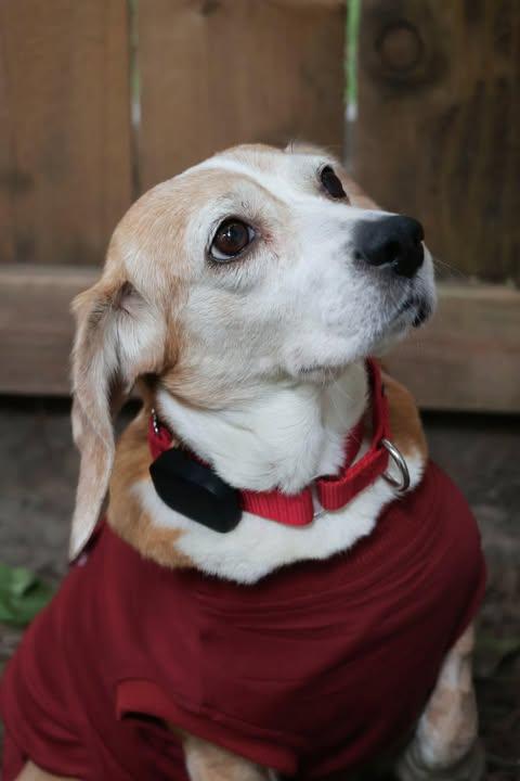 Bagel, a Adoptable Beagle in Whitewater, WI image 4/6