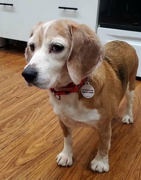 Bagel, a Adoptable Beagle in Whitewater, WI image 3/6
