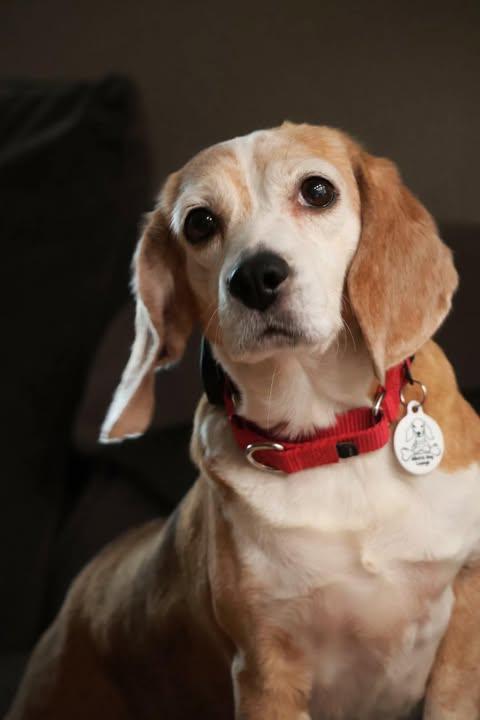 Bagel, a Adoptable Beagle in Whitewater, WI image 5/6