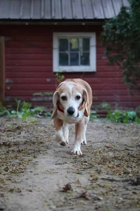 Bagel, a Adoptable Beagle in Whitewater, WI image 6/6