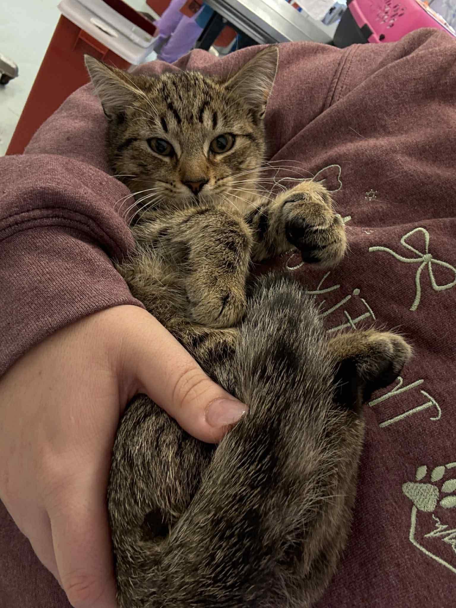 Enlarge Val, a Adoptable Domestic Short Hair in Berkeley Springs, WV image 1/5