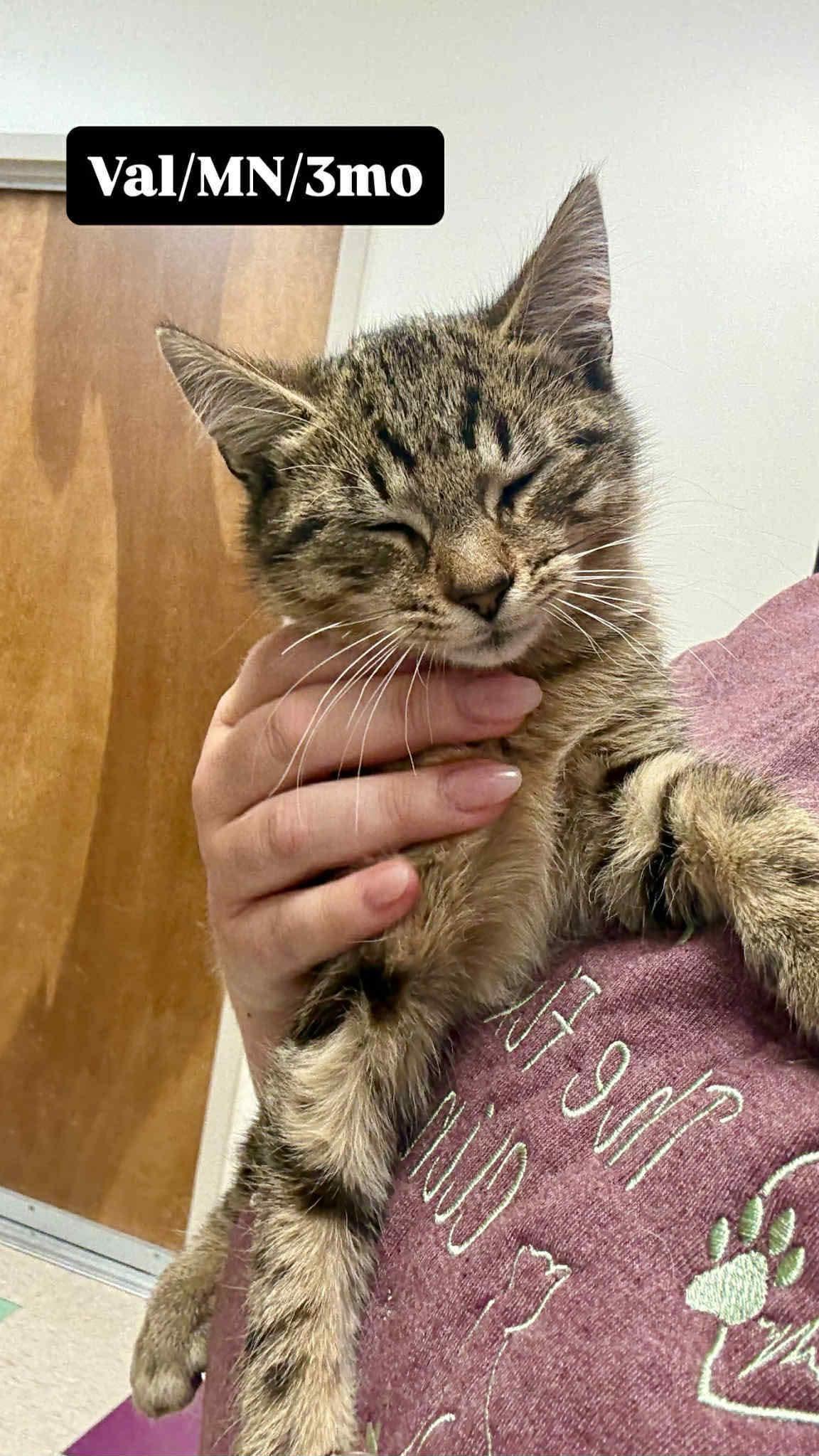 Enlarge Val, a Adoptable Domestic Short Hair in Berkeley Springs, WV image 5/5