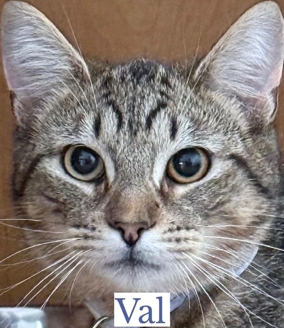 Enlarge Val, a Adoptable Domestic Short Hair in Berkeley Springs, WV image 5/5