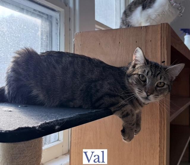 Enlarge Val, a Adoptable Domestic Short Hair in Berkeley Springs, WV image 1/5
