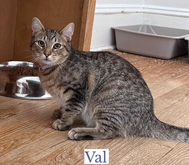 Enlarge Val, a Adoptable Domestic Short Hair in Berkeley Springs, WV image 2/5