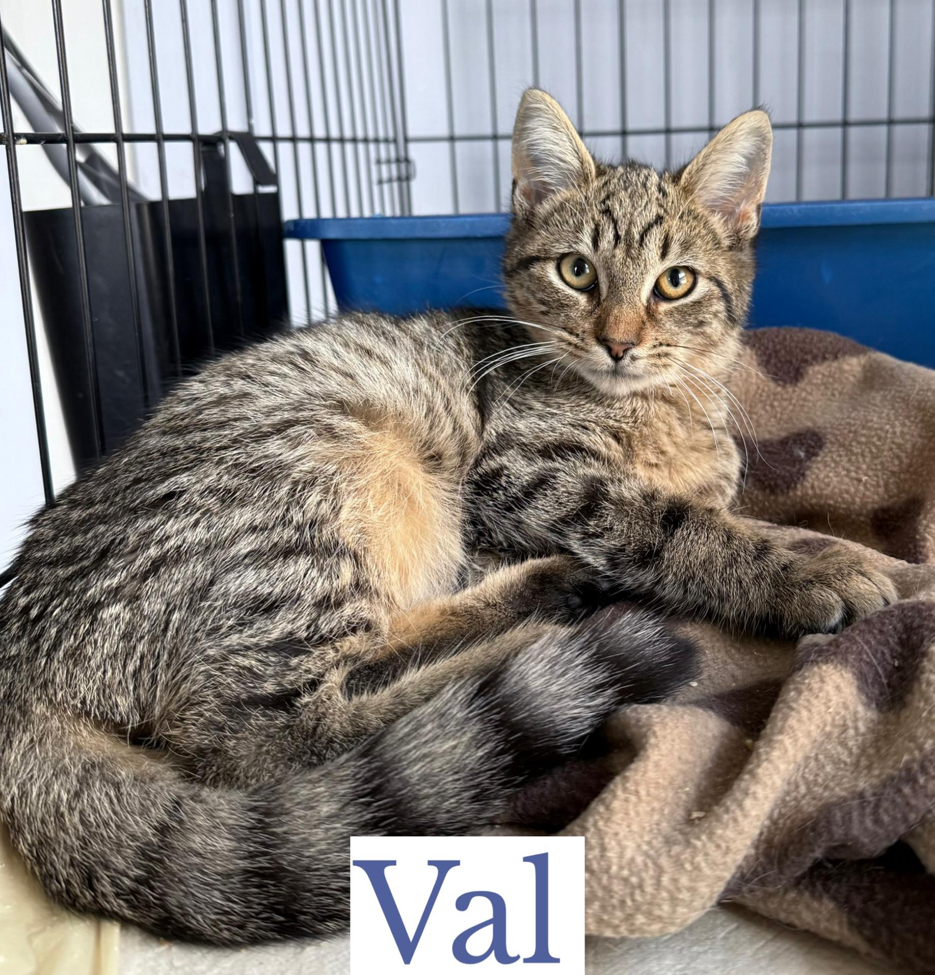 Val, Adoptable, Kitten Male Domestic Short Hair.