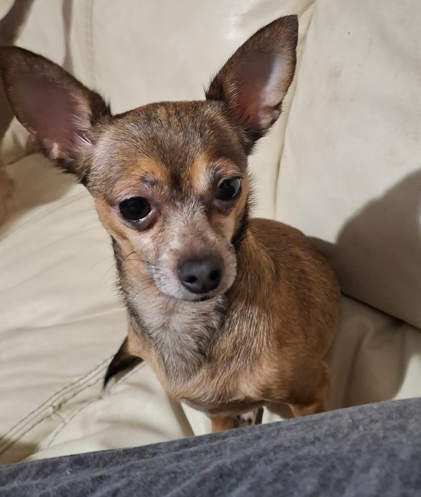 Olivia, Adopted, Adult Female Chihuahua.