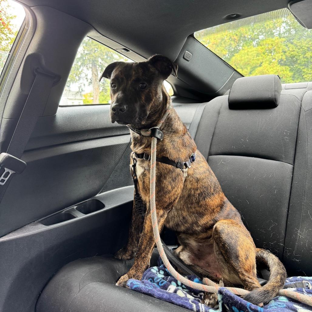 Charlie, Adoptable, Young Male Pit Bull Terrier.