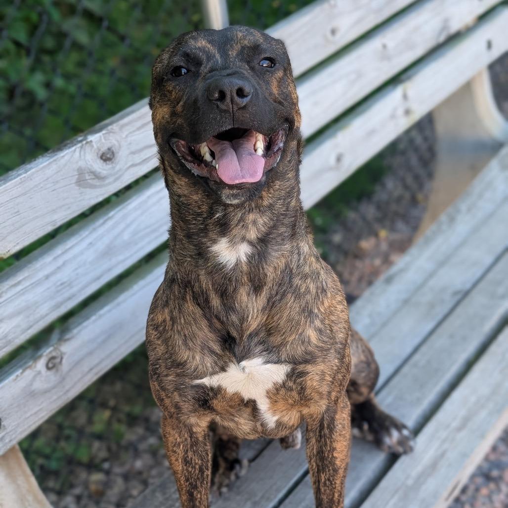 Enlarge Charlie, a Adoptable Pit Bull Terrier in Watertown, NY image 2/6
