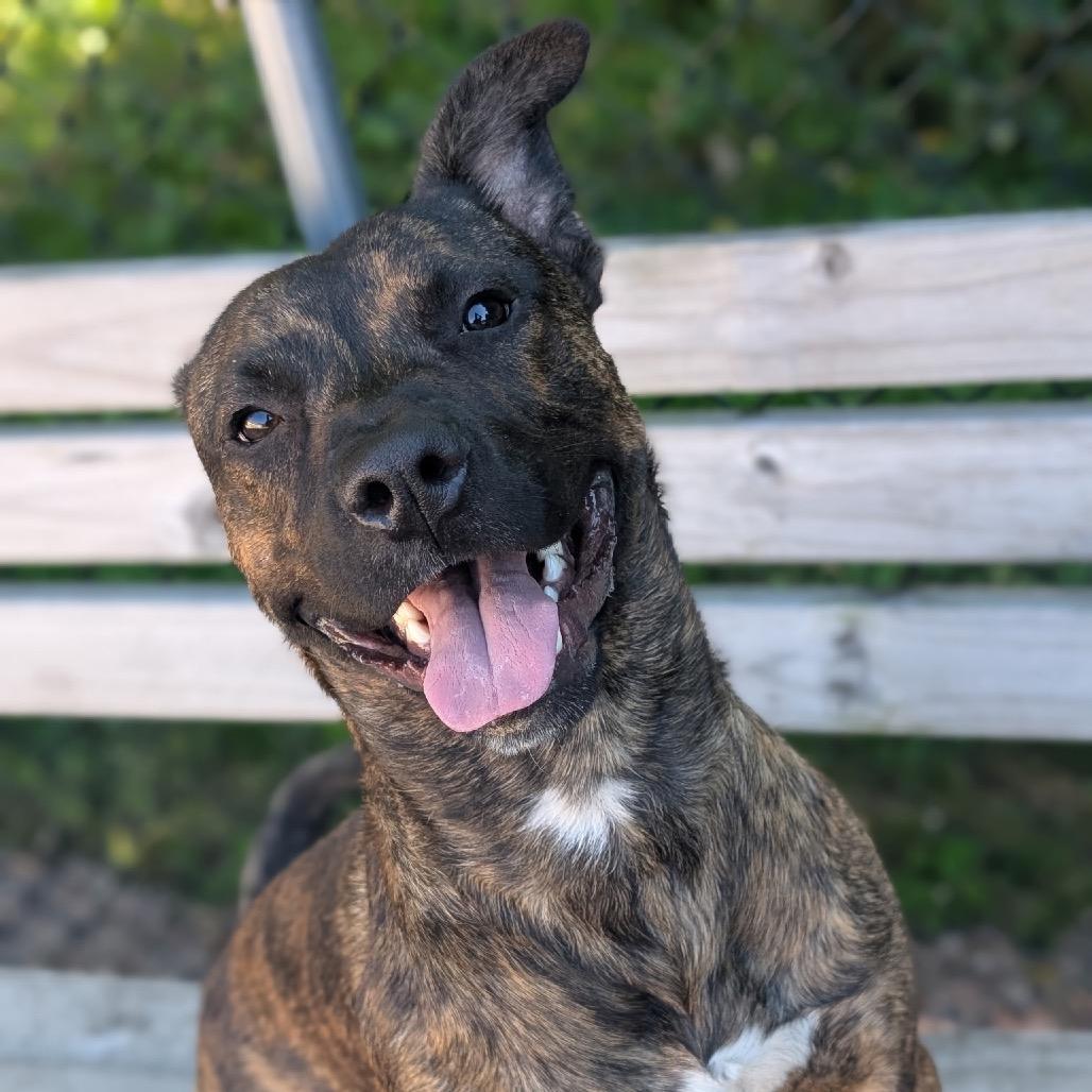 Enlarge Charlie, a Adoptable Pit Bull Terrier in Watertown, NY image 3/6