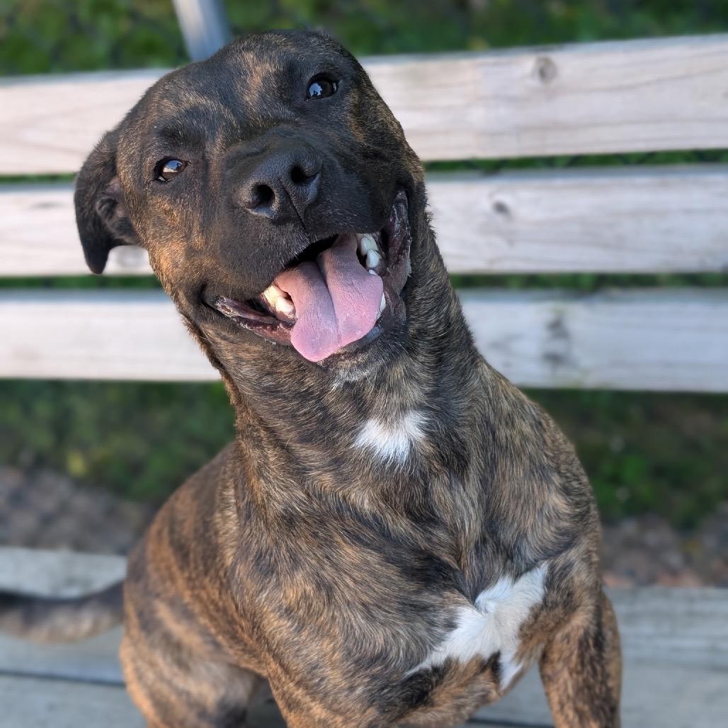 Enlarge Charlie, a Adoptable Pit Bull Terrier in Watertown, NY image 4/6