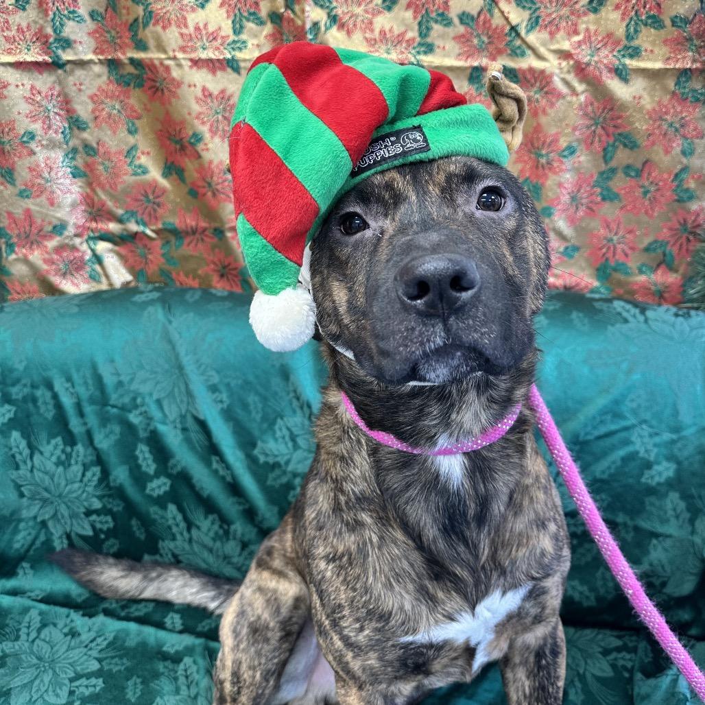 Enlarge Charlie, a Adoptable Pit Bull Terrier in Watertown, NY image 5/6