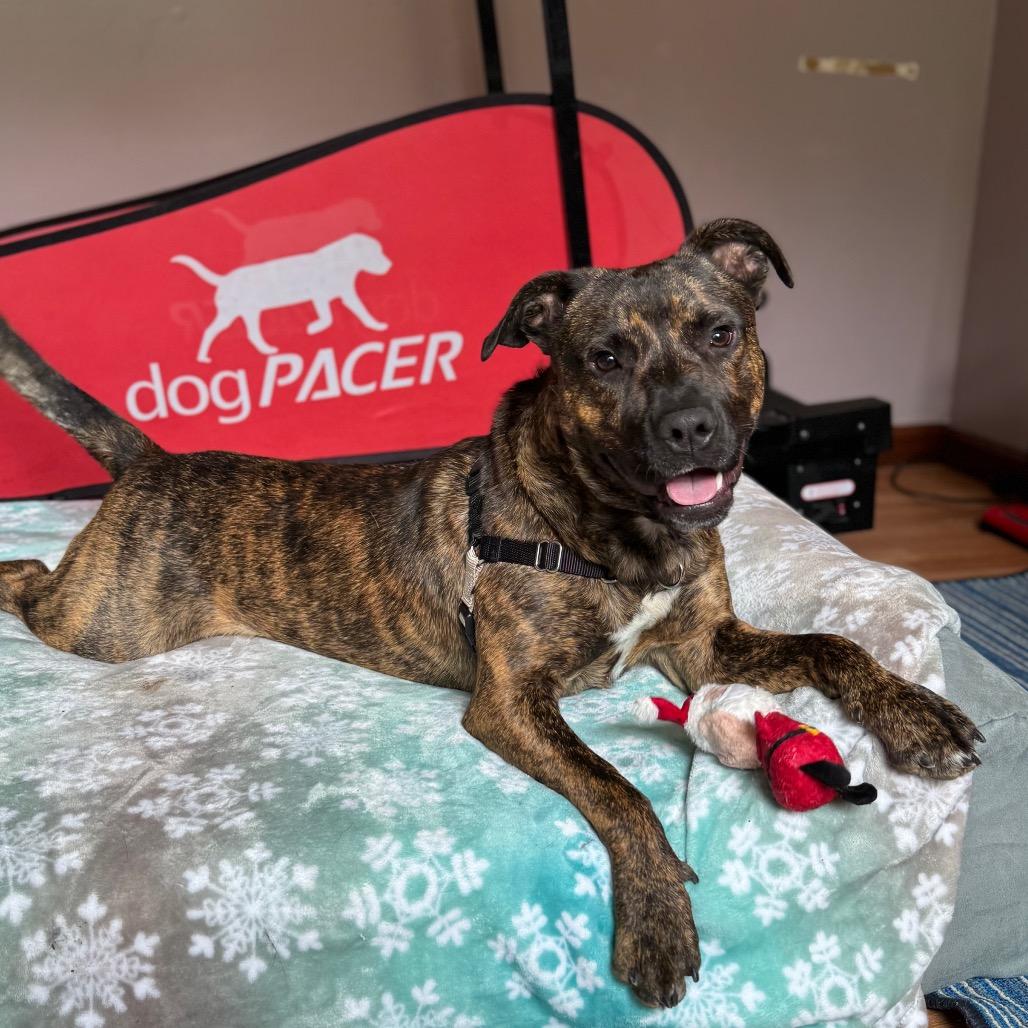 Enlarge Charlie, a Adoptable Pit Bull Terrier in Watertown, NY image 6/6