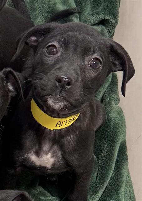 INDIE, Adoptable, Puppy Female Labrador Retriever & Mixed Breed.