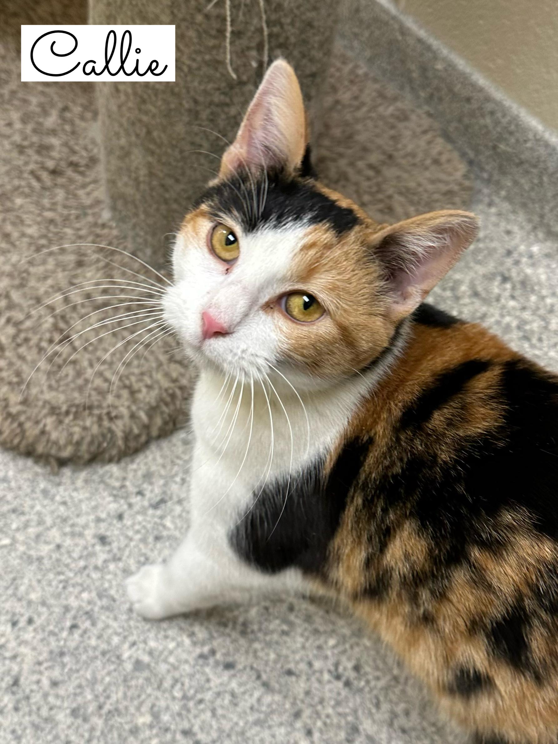 Callie, adopted, Kitten Female Calico.